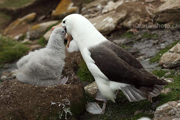 Albatros černobrvý (Thalassarche melanophris) 
