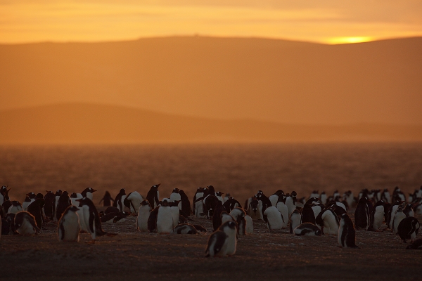 Večer v kolonii tučňáka oslího