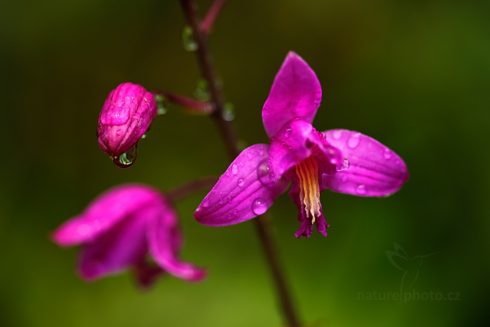Orchidej Bletia florida