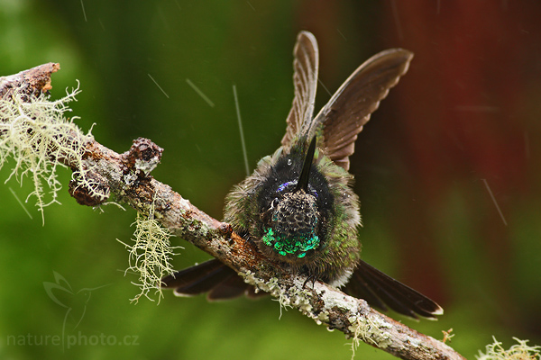 Kolibřík skvostný (Eugenes fulgens) 