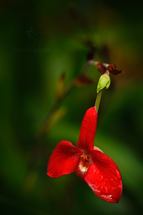 Orchidej Phragmipedium besseae