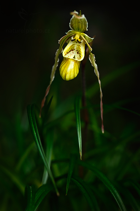 Orchidej Phragmipedium pearcei