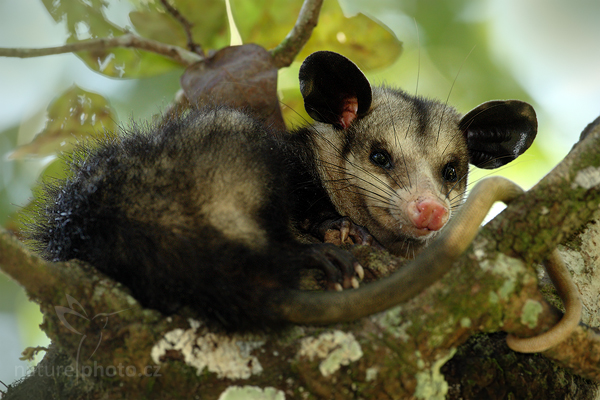 Vačice opossum (Didelphis marsupialis)