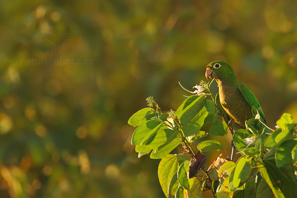 Aratinga aztécký (Olive-throated Parakeet)