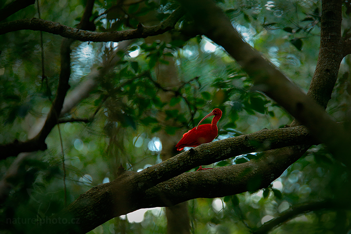 trinidad-tobago-pta-unik-t-karibiku-naturephoto-cz