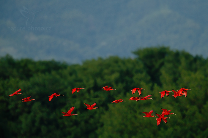 ibis-rud-v-mangrovech-caroni-swamp-naturephoto-cz