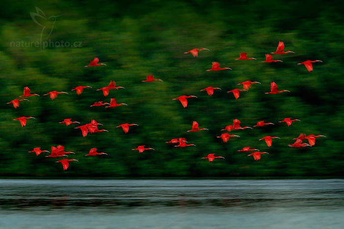 Ibis Rud V Mangrovech Caroni Swamp NaturePhoto cz ibis-rud-v-mangrovech-caroni-swamp-naturephoto-cz
