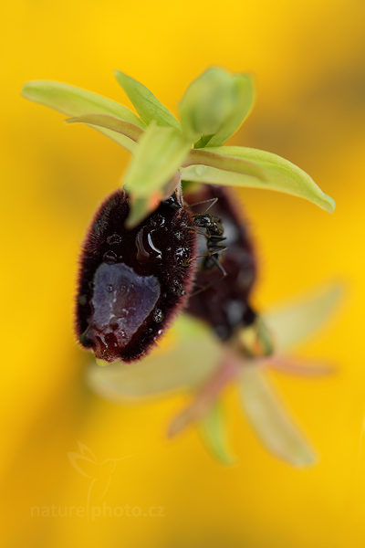 Tořič Bertolonův (Ophrys bertolonii)