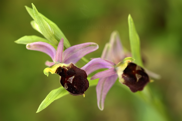 Tořič sršňonosný (Ophrys biscutella)