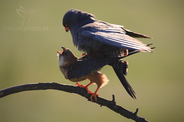 Poštolka rudonohá (Falco vespertinus)