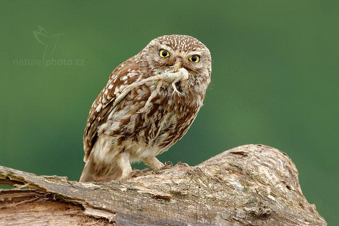 S ek Obecn Pomozte Ohro en Sovi ce NaturePhoto cz s-ek-obecn-pomozte-ohro-en-sovi-ce-naturephoto-cz