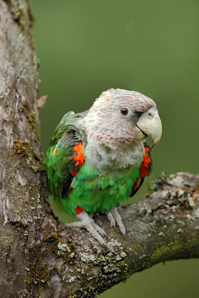 Papoušek šedohlavý západní (Poicephalus robustus fuscicollis)