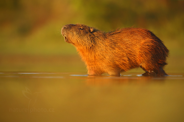 Kapybara mokřadní (Hydrochoerus hydrochaeris)