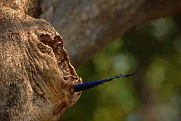 Ara hyacintový (Anodorhynchus hyacinthinus)