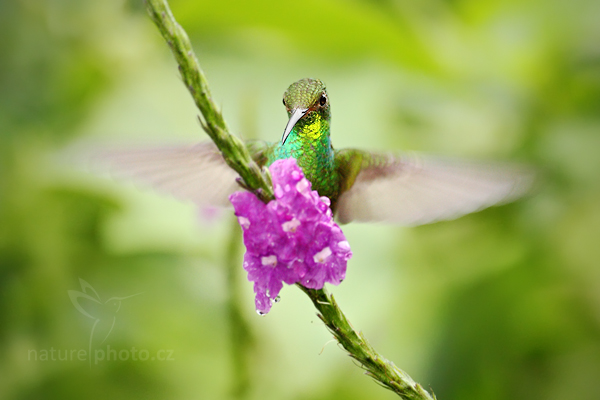 Kolibřík měděnohlavý (Elvira cupreiceps), 