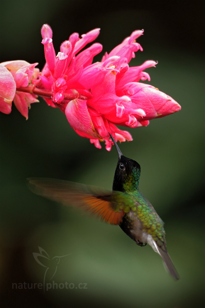 Kolibřík kostarický (Eupherusa nigriventris)