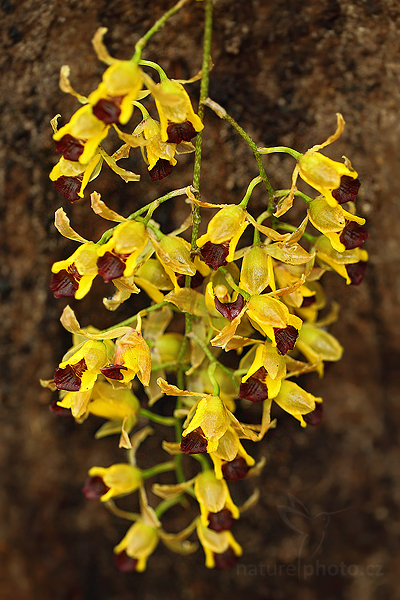 Orchidej Baptistonia echinata