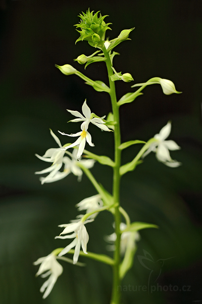 Orchidej Calanthe triplicata