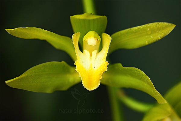Orchidej Cymbidium lowianum alba