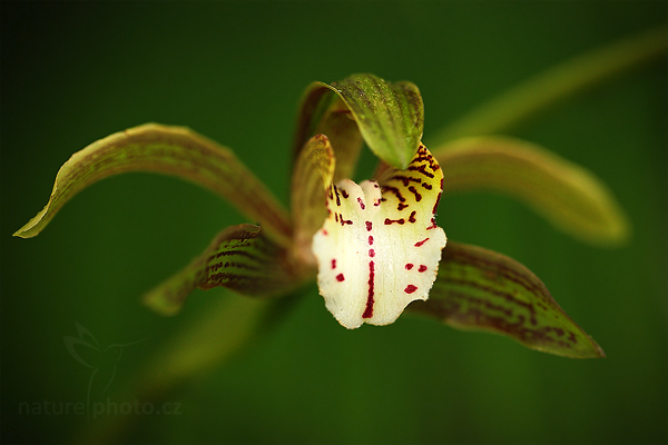 Orchidej Dendrobium erythraeum