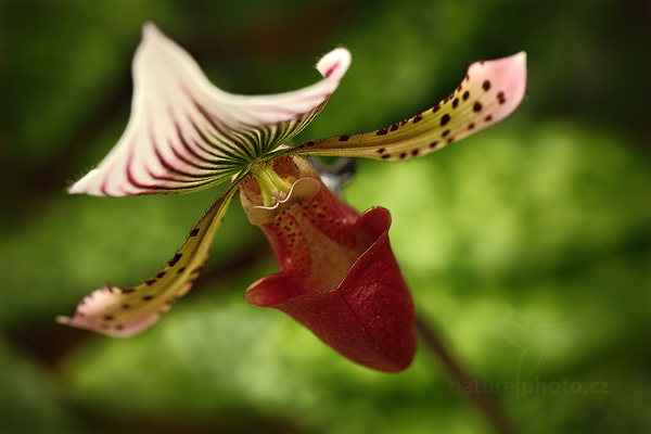 Orchidej Paphiopedilum callosum