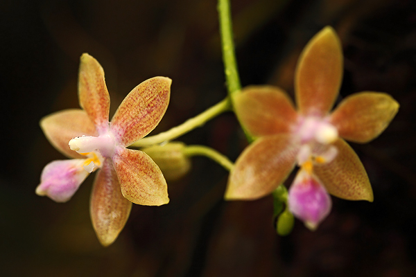 Orchidej Phalaenopsis equestris