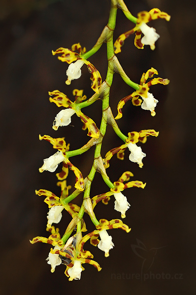 Orchidej Solenidionsis tigroides