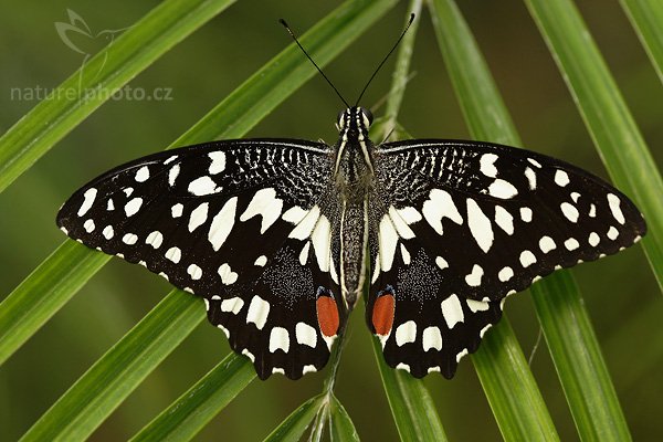 Citrus swallowtail (Papilio demodocus), Fotografie: Citrus swallowtail (Papilio demodocus), Autor: Ondřej Prosický, Model aparátu: Canon EOS 20D, Objektiv Canon EF 100mm f/2.8 Macro USM, Přepočtené ohnisko: 160mm, fotografováno z ruky, Clona: 4.0, Doba expozice: 1/250 s, ISO: 200, Měření: celoplošné se zdůrazněným středem, Kompenzace expozice: +1/3 EV, Blesk: ne, Vytvořeno: 22. dubna 2007 10:55, skleník Fatamorgana, Botaniká zahrada Praha - Troja (ČR)