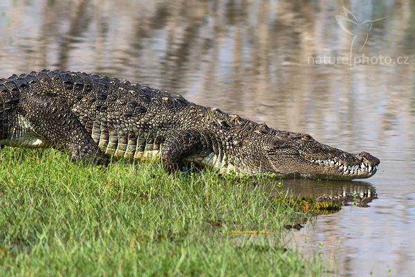 Krokodýl bahenní (Crocodylus palustris), Krokodýl bahenní (Crocodylus palustris), Marsh Crocodile, Autor: Ondřej Prosický | NaturePhoto.cz, Model: Canon EOS-1D Mark III, Objektiv: Canon EF 400mm f/5.6 L USM, Ohnisková vzdálenost (EQ35mm): 520 mm, stativ Gitzo 1227 LVL, Clona: 6.3, Doba expozice: 1/640 s, ISO: 400, Kompenzace expozice: 0, Blesk: Ne, Vytvořeno: 28. listopadu 2007 8:44:53, Bundala National Park (Sri Lanka)
