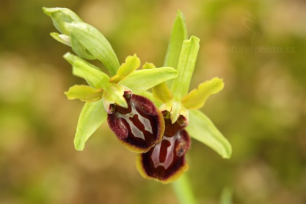 Tořič pavoukonosný (Ophrys sphegodes) Early Spider Orchid, Tořič pavoukonosný (Ophrys sphegodes) Early Spider Orchid, Autor: Ondřej Prosický | NaturePhoto.cz, Model: Canon EOS 5D Mark II, Objektiv: Canon EF 100mm f/2.8 L Macro IS USM, Ohnisková vzdálenost (EQ35mm): 100 mm, stativ Gitzo, Clona: 6.3, Doba expozice: 1/15 s, ISO: 100, Kompenzace expozice: -1/3, Blesk: Ne, 5. května 2012 11:51:18, Štúrovo (Slovensko) 