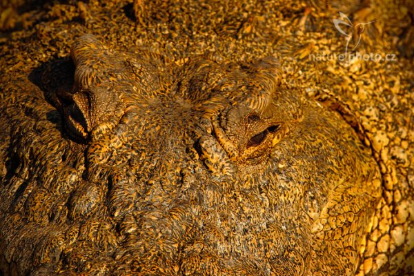 Krokodýl nilský (Crocodylus niloticus), Krokodýl nilský (Crocodylus niloticus) Nile Crocodile, Autor: Ondřej Prosický | NaturePhoto.cz, Model: Canon EOS-1D Mark IV, Objektiv: Canon EF 400mm f/2.8 L IS II USM, fotografováno z ruky, Clona: 8.0, Doba expozice: 1/800 s, ISO: 400, Kompenzace expozice: -2/3, Blesk: Ne, Vytvořeno: 3. července 2012 15:52:23, Chobe National Park (Botswana)