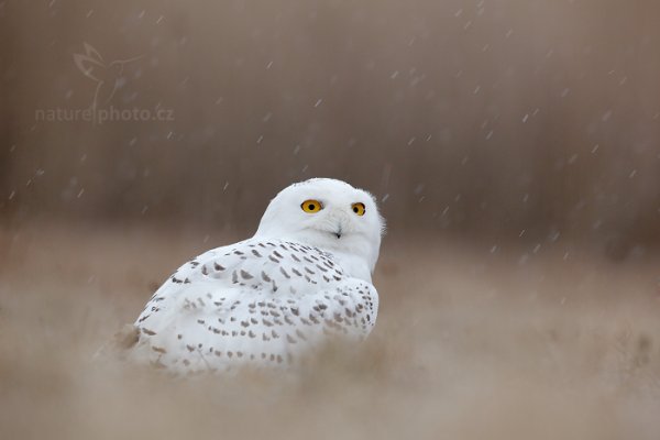 Sovice sněžná (Nyctea scandiaca) Snowy Owl