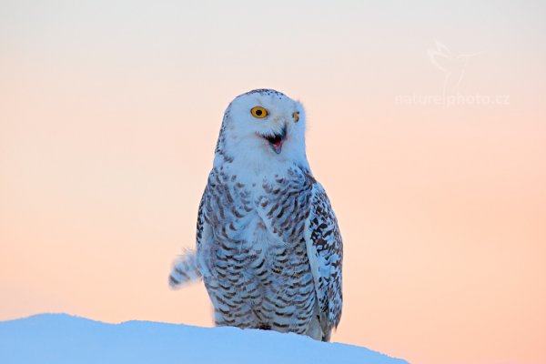 Sovice sněžná (Nyctea scandiaca) Snowy Owl, Sovice sněžná (Buteo scandiaca) Snowy Owl, Autor: Ondřej Prosický | NaturePhoto.cz, Model: Canon EOS 5D Mark II, stativ Gitzo, Clona: 6.3, Doba expozice: 1/160 s, ISO: 1600, Kompenzace expozice: +2, Blesk: Ne, 30. ledna 2016 1:37:33, zvíře v lidské péči, Vysočina (Česko) 