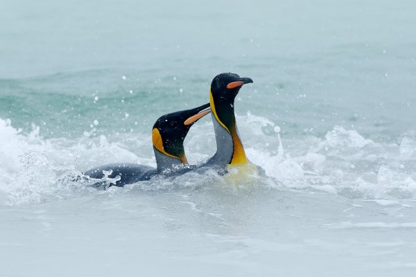 King penguin (Aptenodytes patagonicus) tučňák patagonský, Volunteer Point, Falklnad Islands