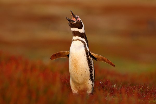Magellanic penguin (Spheniscus magellanicus) tučňák magellanský, Falkland Islands