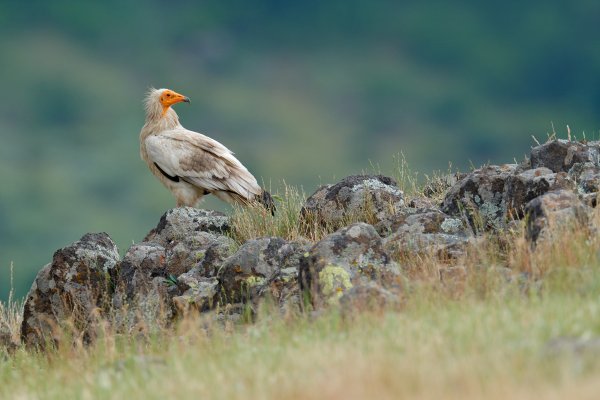 Egyptian vulture (Neophron percnopterus) sup mrchožravý, Eastern Rhodopes, Bulgaria