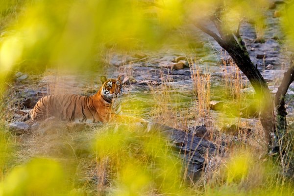 Bengal tiger (Panthera tigris) tygr indický, Ranthambore, Indie