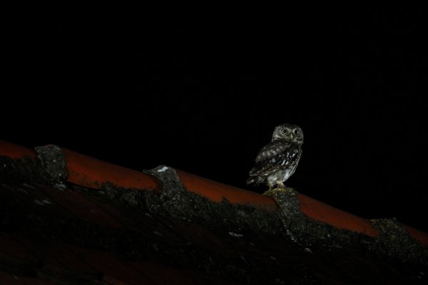 Little Owl (Athene noctua) sýček obecný, Litoměřicko, Czech Republic