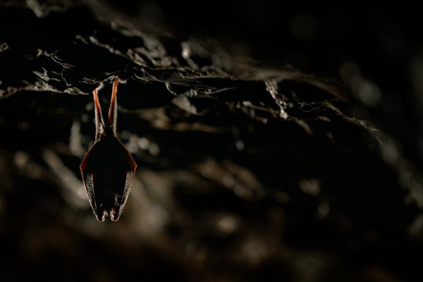 Lesser horseshoe bat (Rhinolophus hipposideros) vrápenec malý, Český kras, Czech Republic
