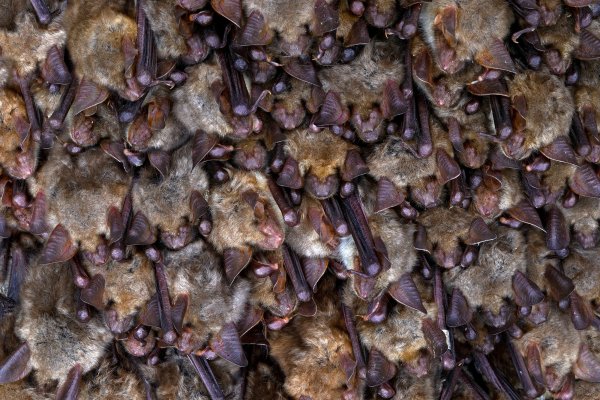 Greater mouse-eared bat (Myotis myotis) netopýr velký, Český kras, Czech Republic