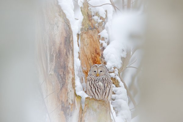 Ural Owl (Strix uralensis) puštík bělavý, Prachaticko, Šumava, Czech Republic