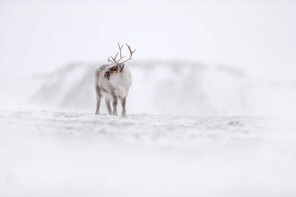 Svalbard reindeer (Rangifer tarandus) sob polární, Svalbard, Norway