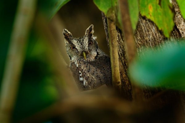 Pacific Screech Owl (Megascops cooperi) výreček pacifický, Carara National Park, Costa Rica