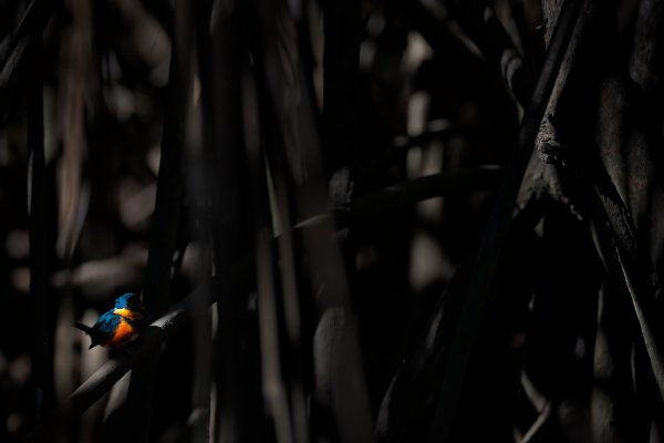 American Pygmy Kingfisher (Chloroceryle aenea) rybařík kovový, Rio Tarcoles, Carara NP, Costa Rica