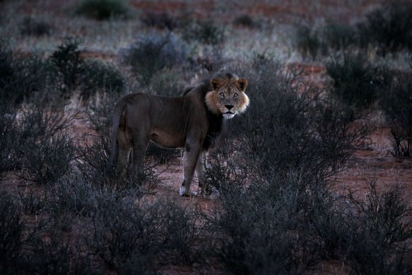 Lev pustinný (Panthera leo) African lion, Kgalagadi Transfrontier Park, Botswana