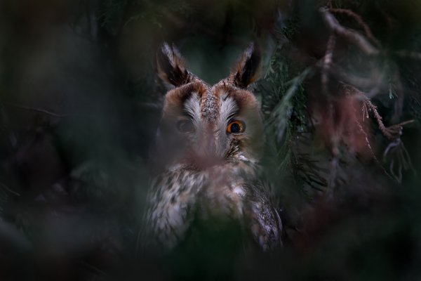 Long-eared owl (Asio otus) kalous ušatý, Slaný, Czech Republic