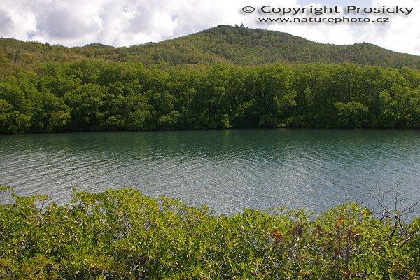 Pobřeží s mangrovy, U zřícenin pevnosti Chateau Dubuc, Caravelle Peninsula (poloostrov Caravelle), ostrov Martinik, Malé antily