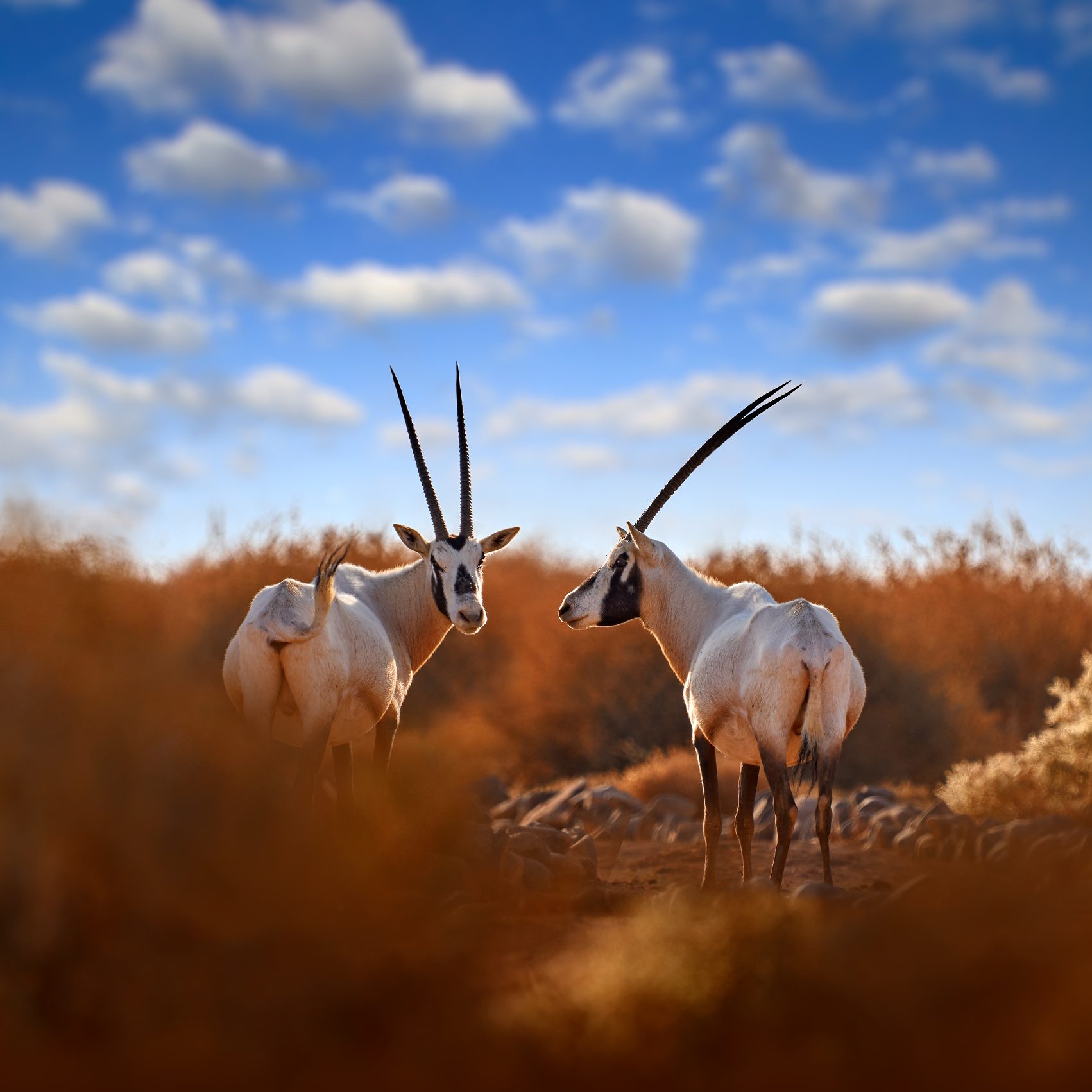 Přímorožec arabský, na východ do pouště | NaturePhoto.cz