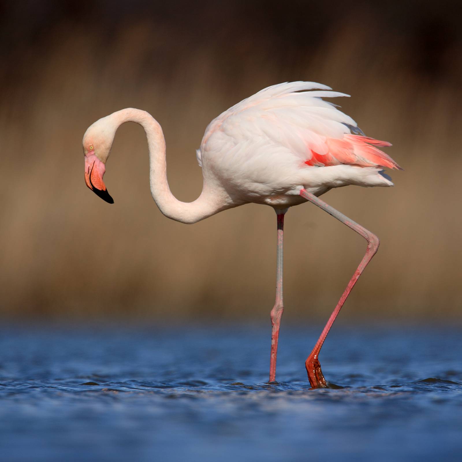 Plameňák růžový, Camargue, Francie | NaturePhoto.cz