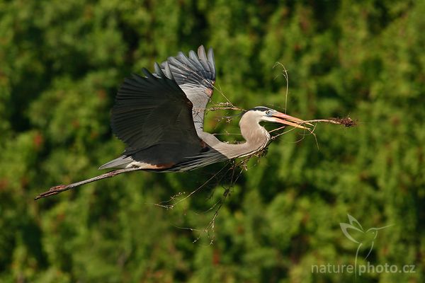 Jak se fotografují volavky | NaturePhoto.cz